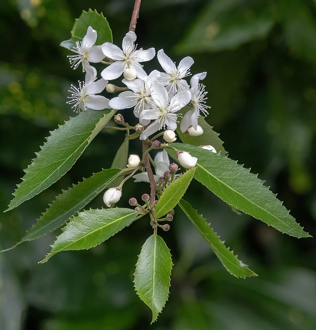 Hoheria sexstylosa hero image