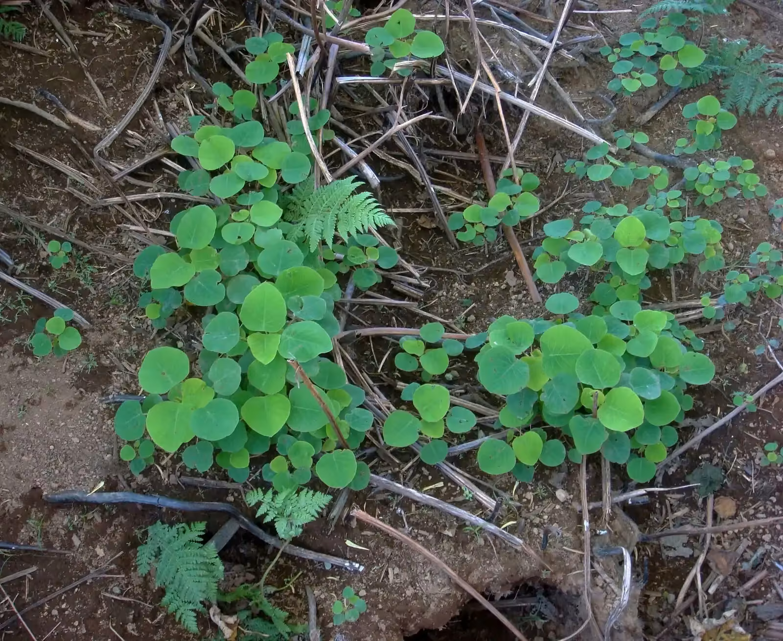 Homalanthus Polyandrus Native Plant (Homalanthus polyandrus)