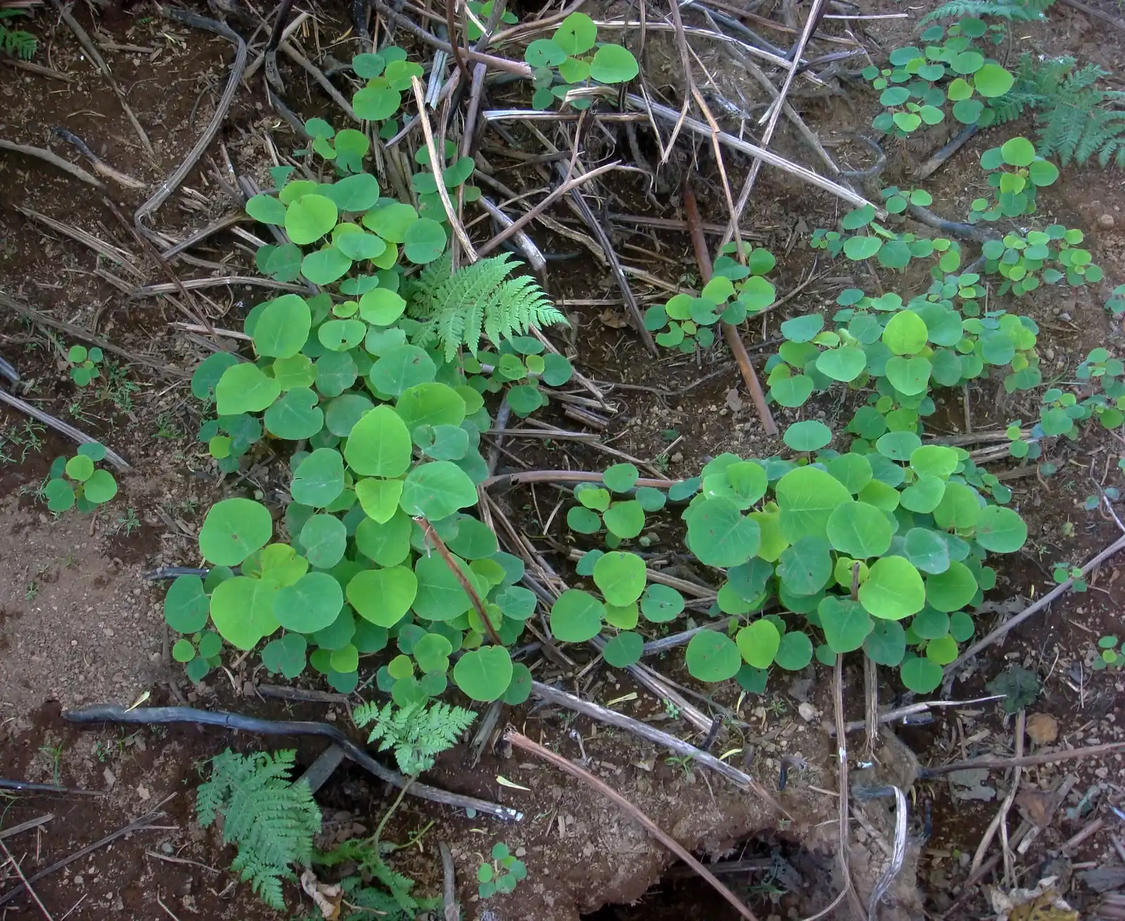 Homalanthus Polyandrus Native Plant (Homalanthus polyandrus)