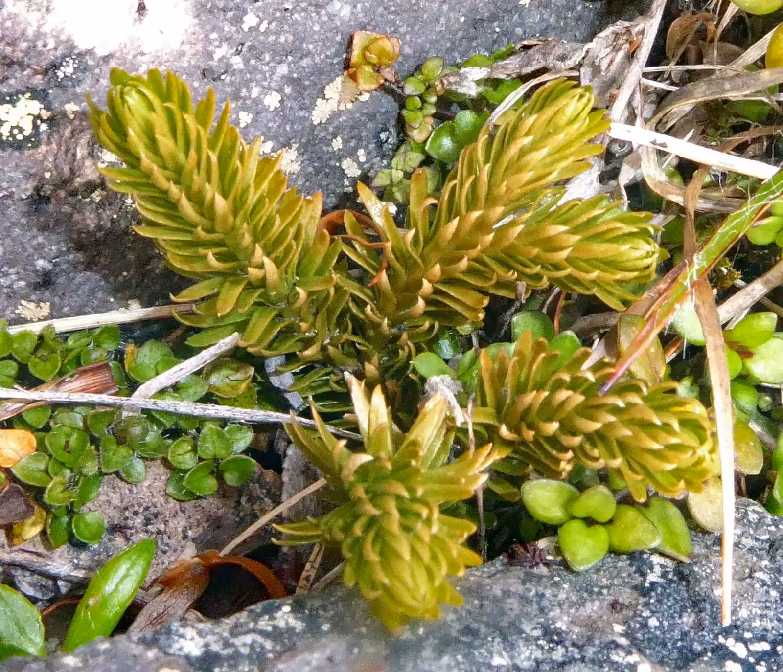 Huperzia Australiana Native Plant (Huperzia australiana)