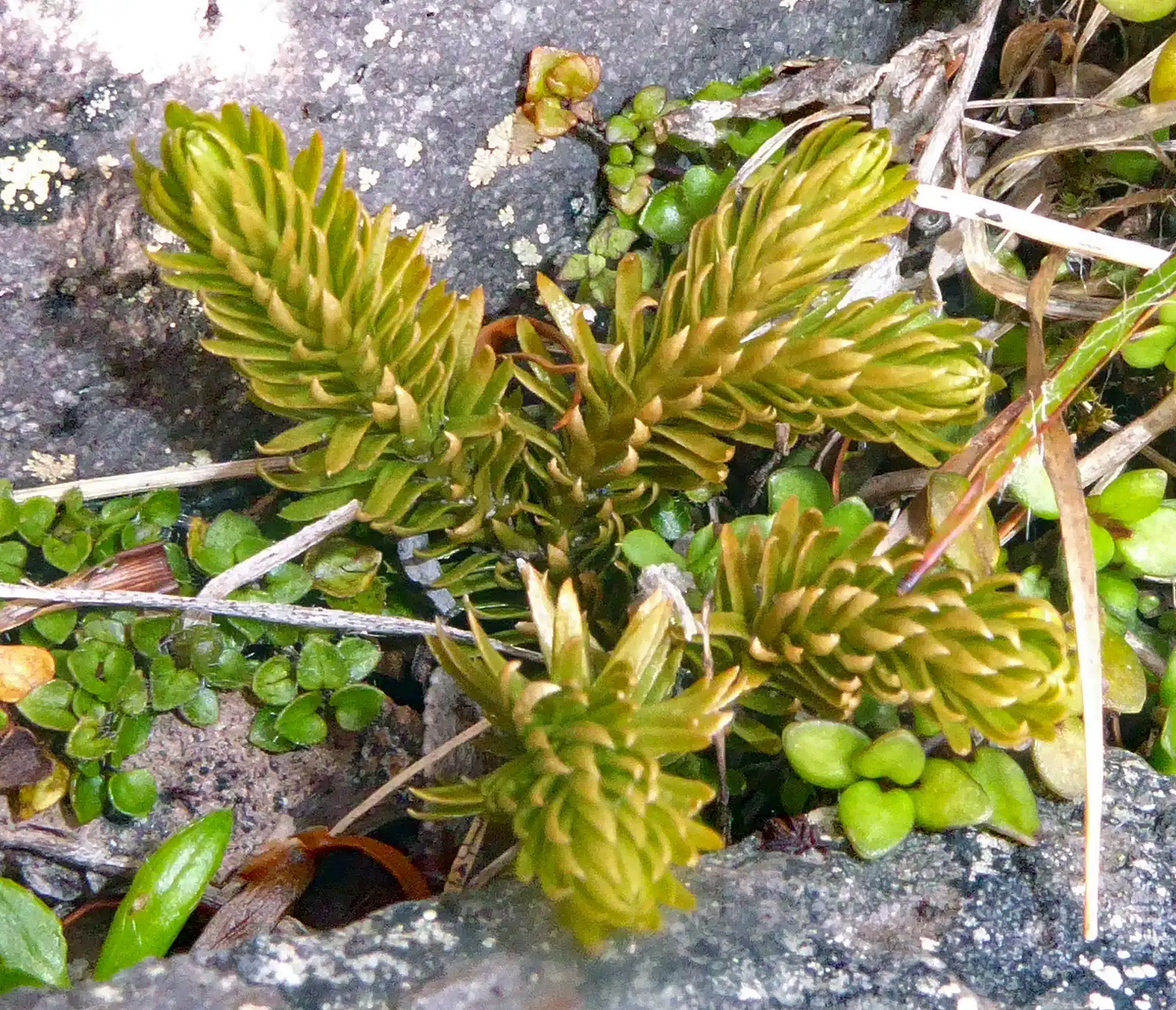 Huperzia Australiana Native Plant (Huperzia australiana)