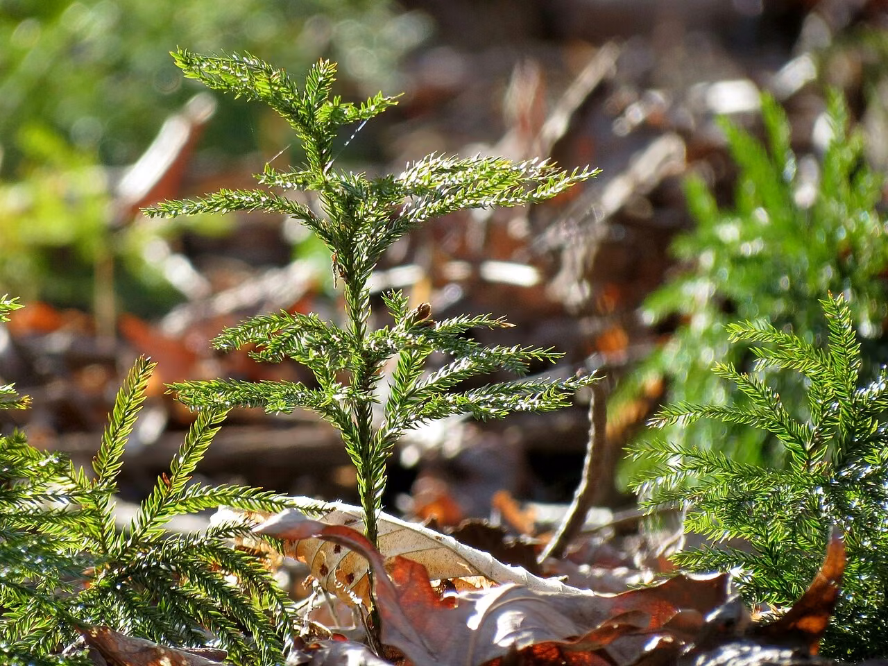 Huperzia varia (Huperzia varia)