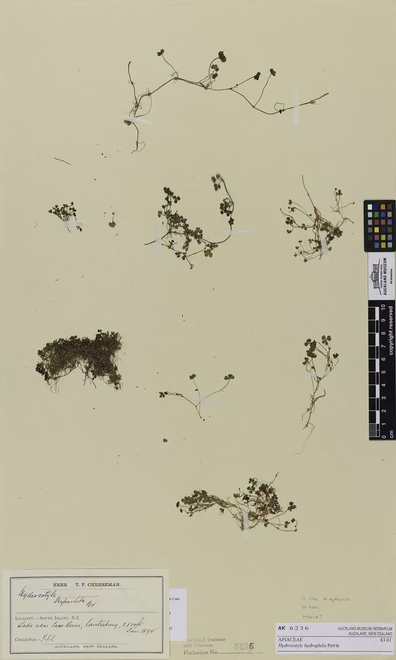 Hydrocotyle hydrophila (Hydrocotyle hydrophila)