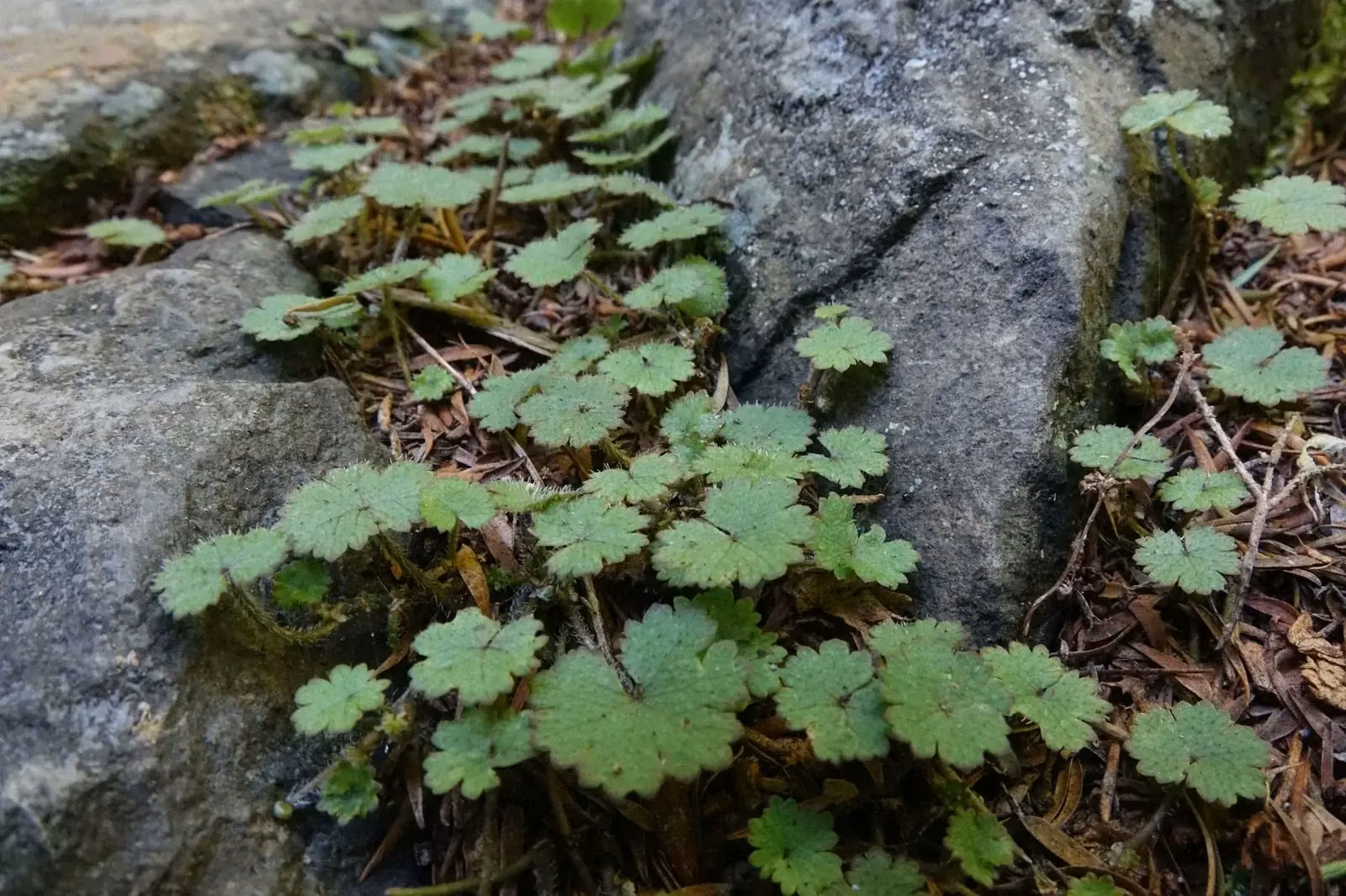 Hydrocotyle Moschata Native Plant (Hydrocotyle moschata)