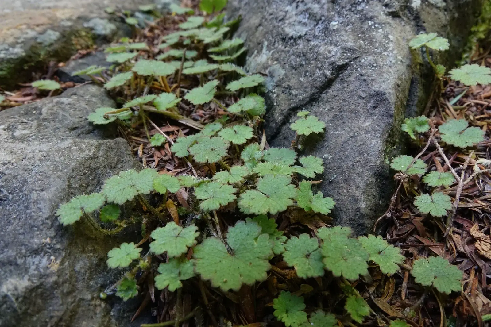 Hydrocotyle Moschata Native Plant (Hydrocotyle moschata)