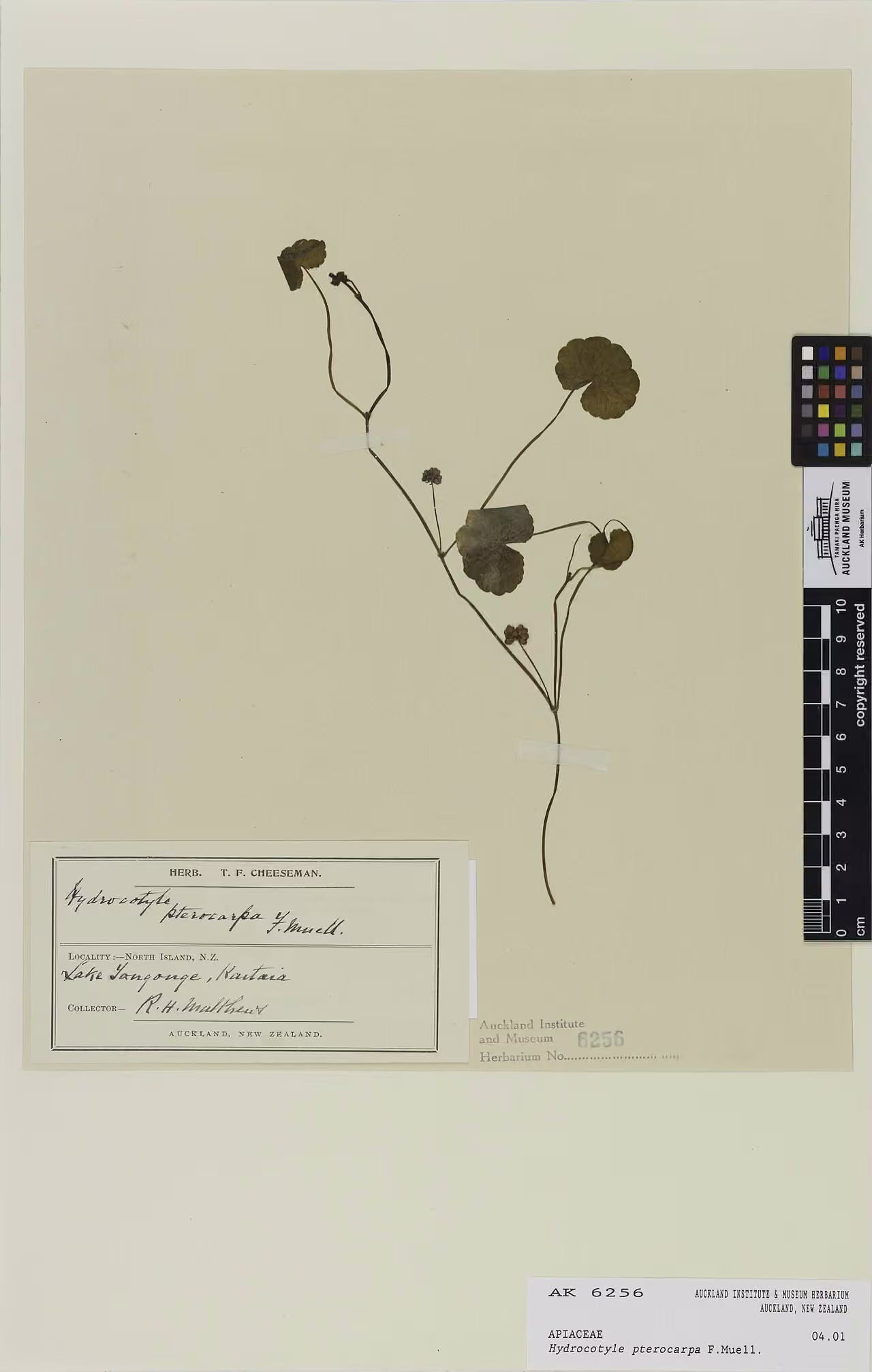 Hydrocotyle pterocarpa (Hydrocotyle pterocarpa)