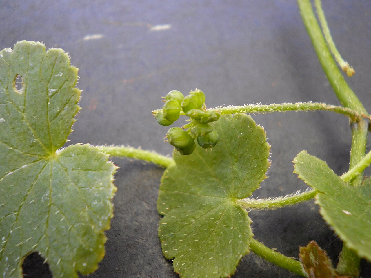Hydrocotyle robusta agg (Hydrocotyle robusta agg) hero image