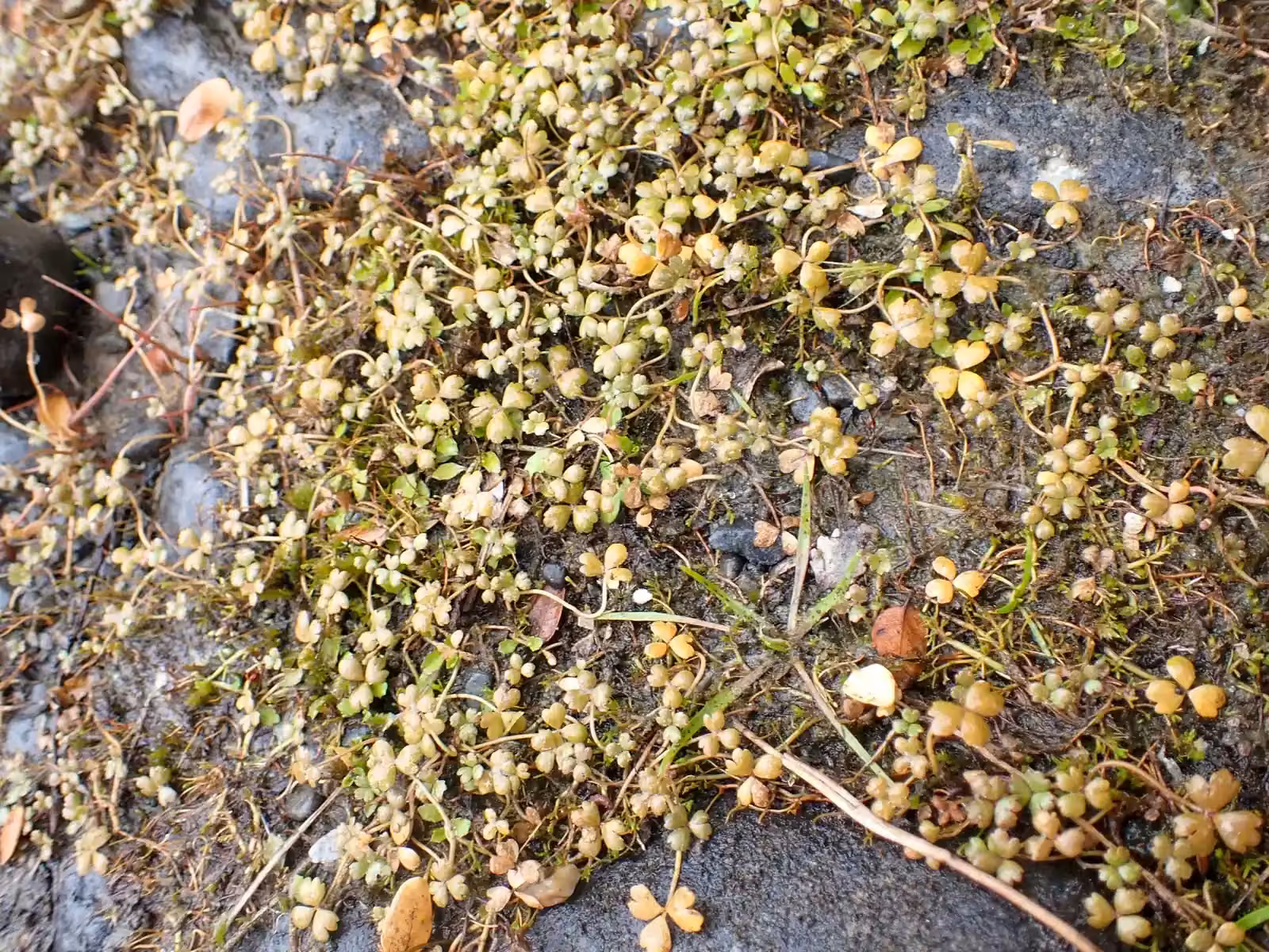 Hydrocotyle Sulcata Native Plant (Hydrocotyle sulcata)