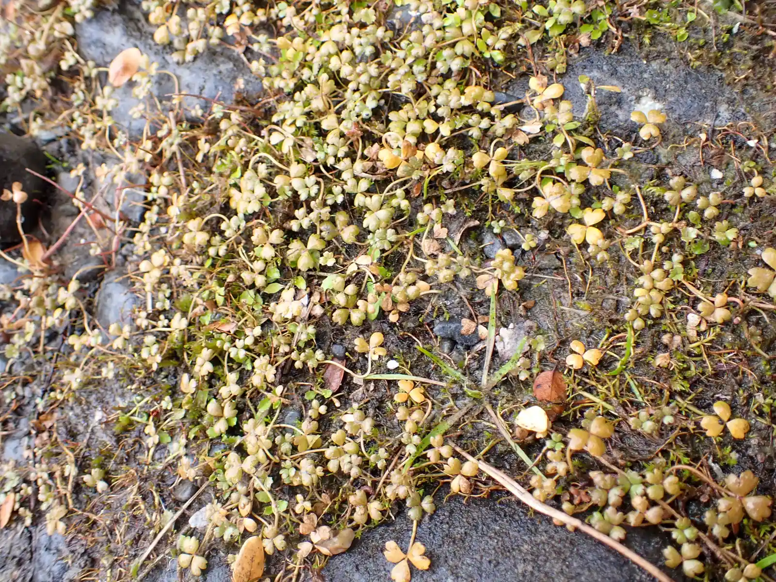Hydrocotyle Sulcata Native Plant (Hydrocotyle sulcata)