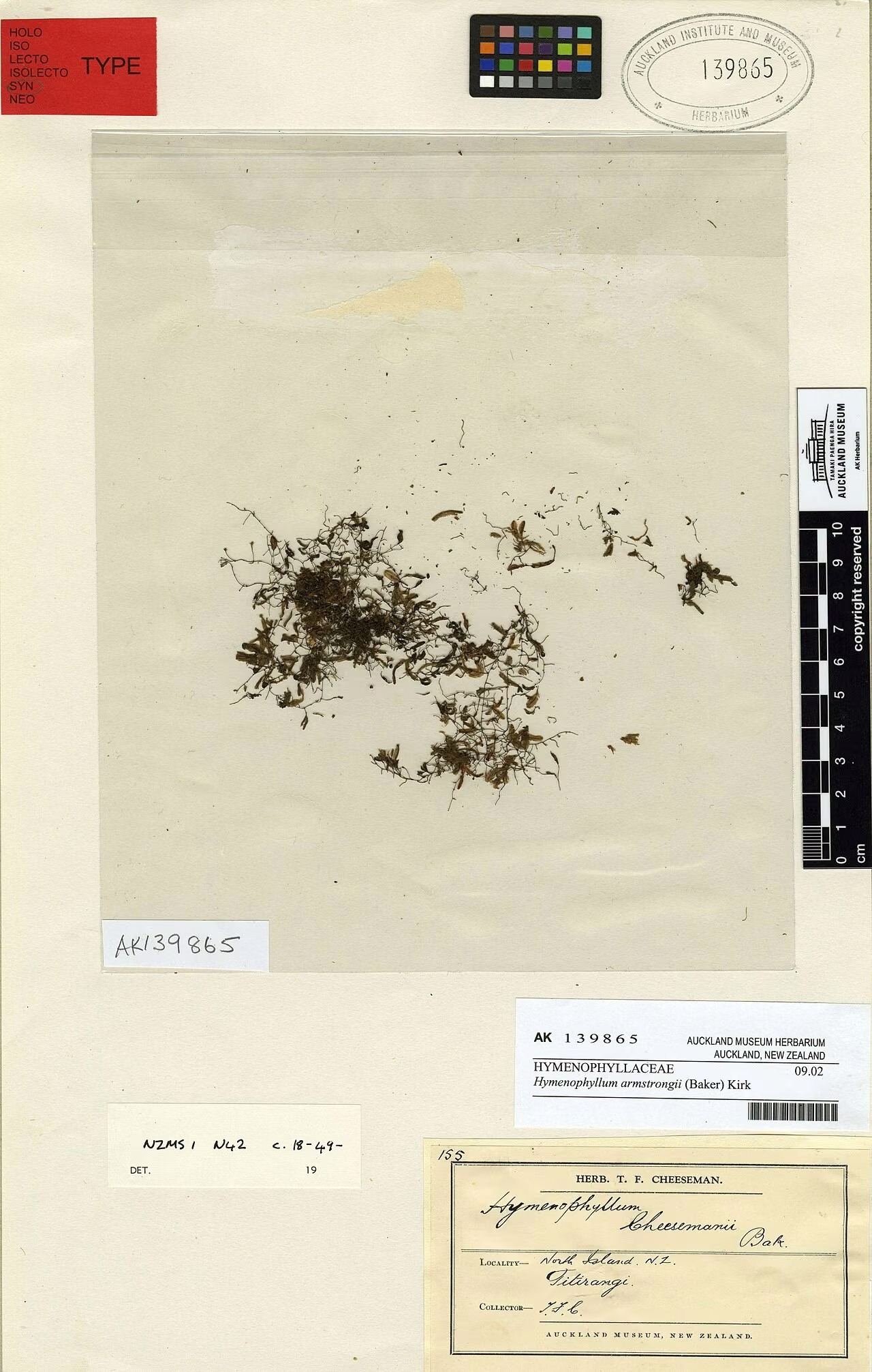 Hymenophyllum armstrongii (Hymenophyllum armstrongii)