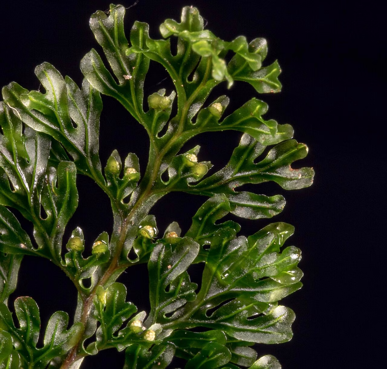 Hymenophyllum australe (Hymenophyllum australe)