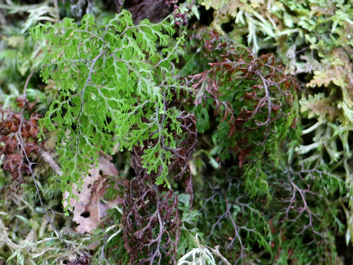 Filmy Fern (Hymenophyllum bivalve) showing delicate bright green filmy fronds forming a mat in damp forest