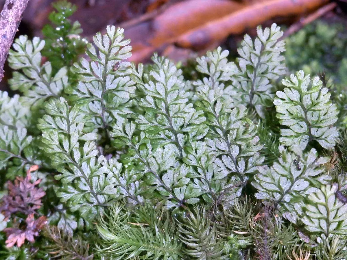 Cypress Filmy Fern (Hymenophyllum cupressiforme)