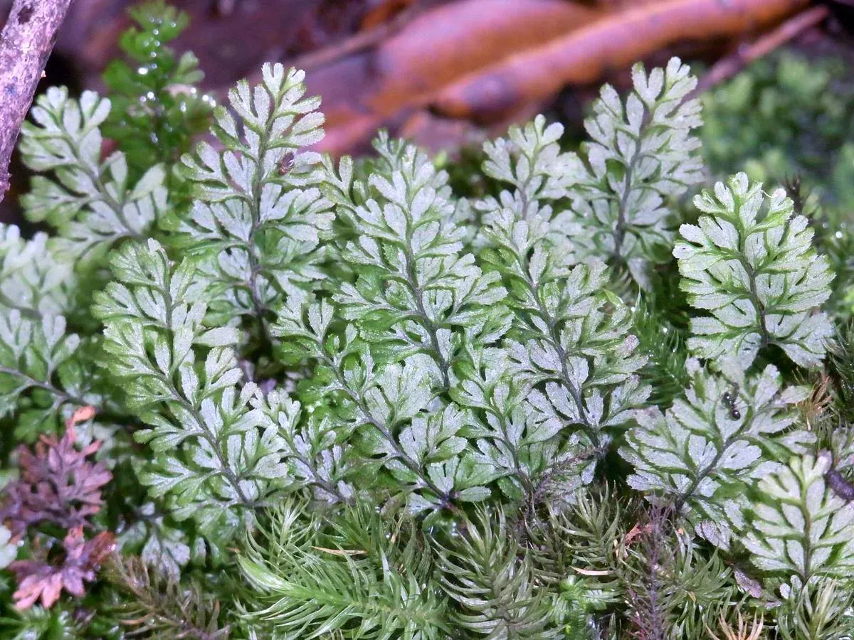 Cypress Filmy Fern (Hymenophyllum cupressiforme)