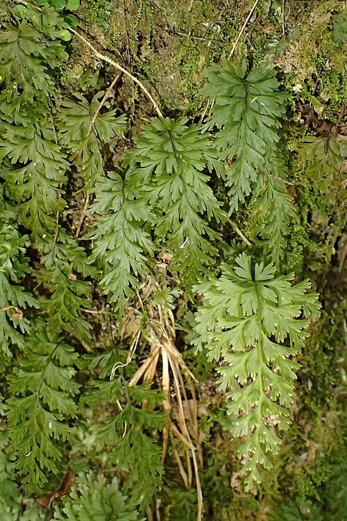 Filmy Fern (Hymenophyllum demissum)