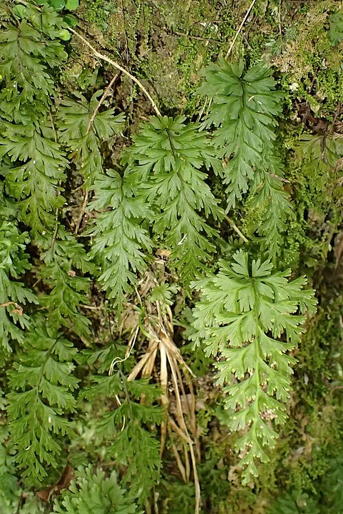 Hymenophyllum demissum with delicate translucent fronds in deep shade
