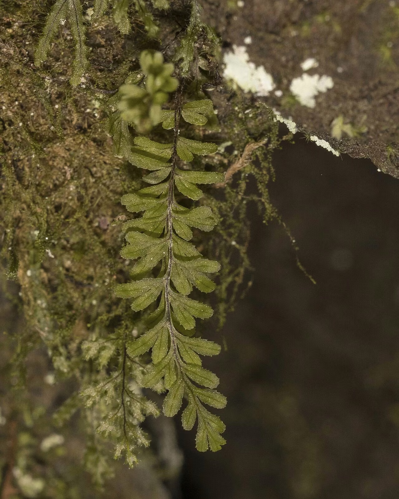 Hymenophyllum falklandicum (Hymenophyllum falklandicum)