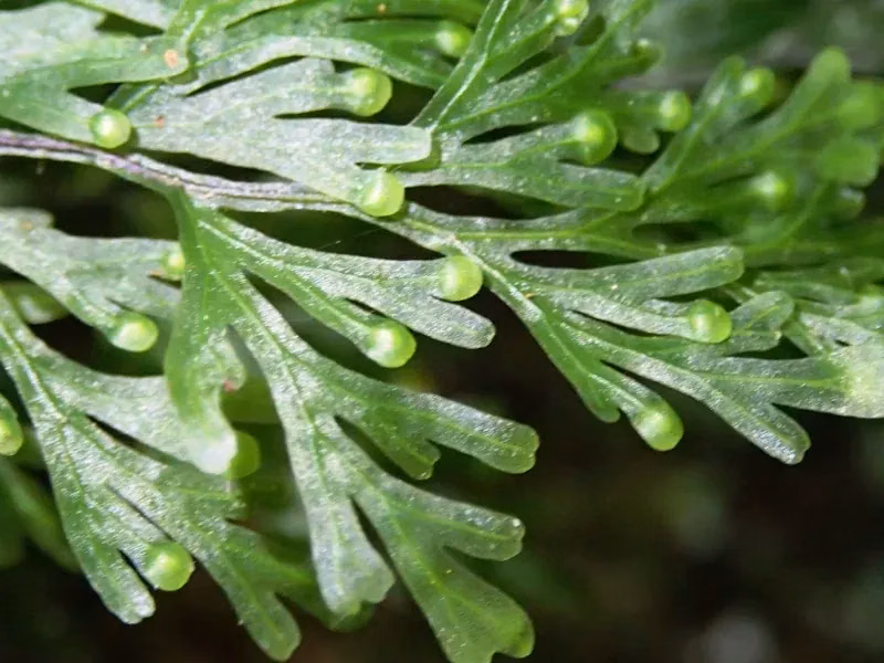 Fan-Like Filmy Fern (Hymenophyllum flabellatum)