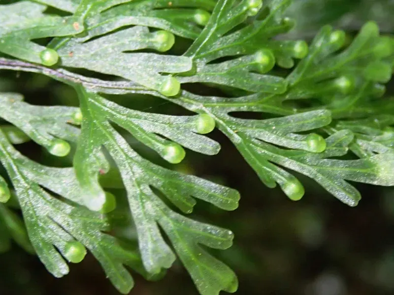 Fan-Like Filmy Fern (Hymenophyllum flabellatum)