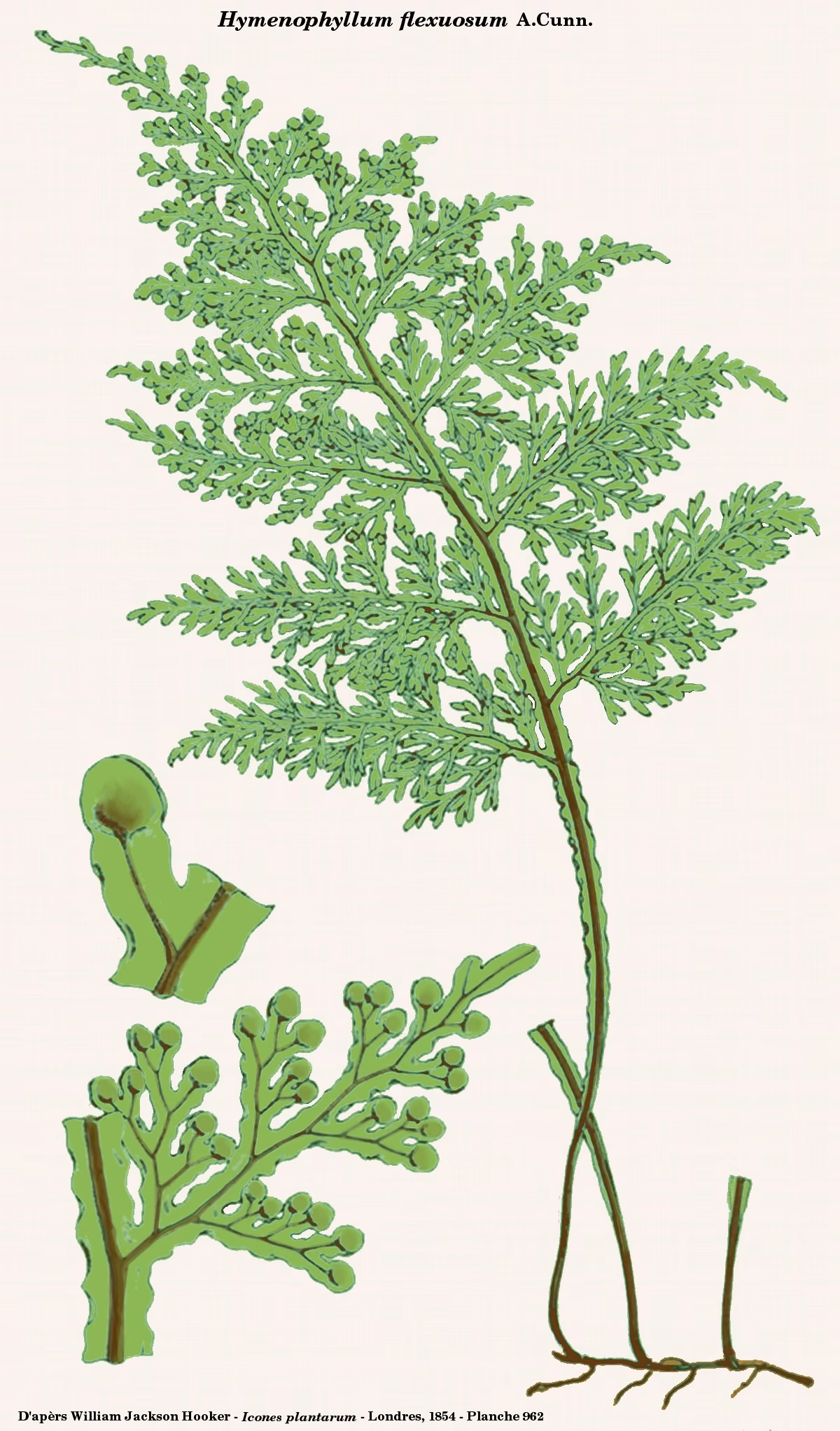 Hymenophyllum flexuosum (Hymenophyllum flexuosum)