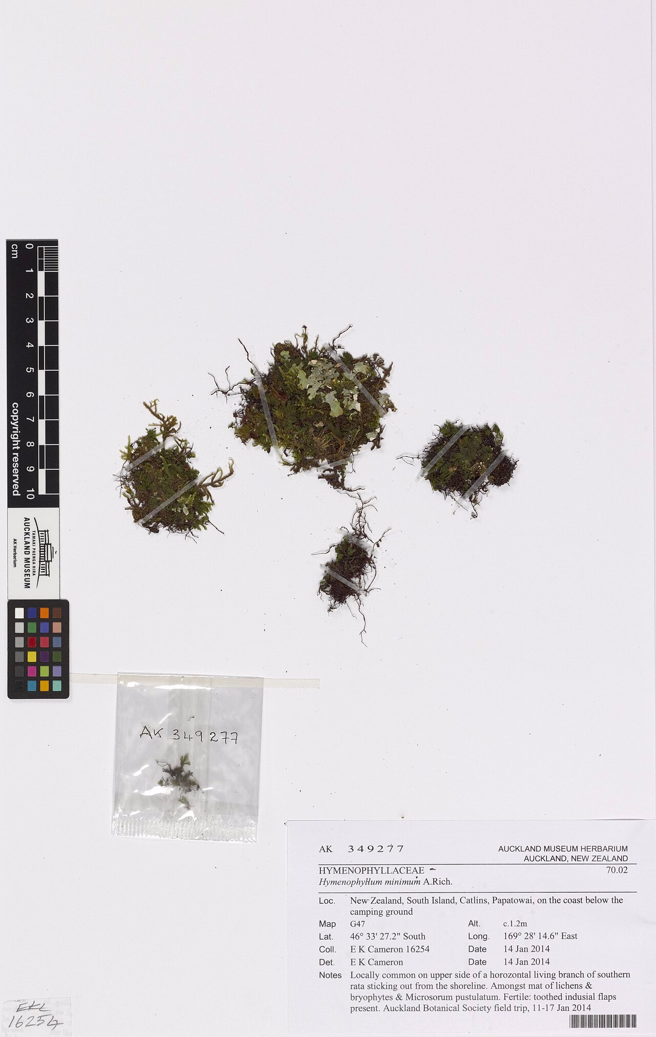 Hymenophyllum minimum (Hymenophyllum minimum) hero image