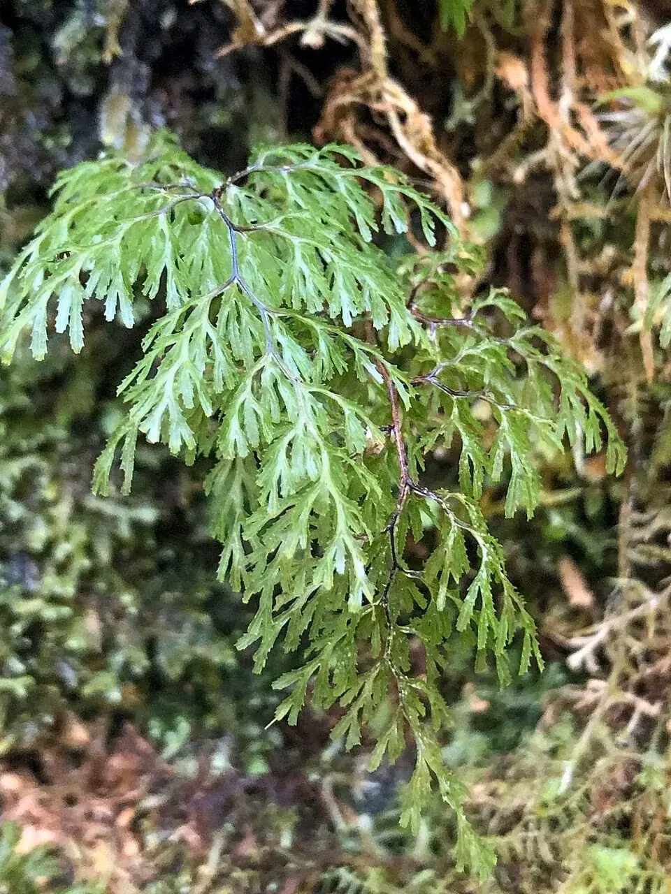 Filmy Fern (Hymenophyllum multifidum)