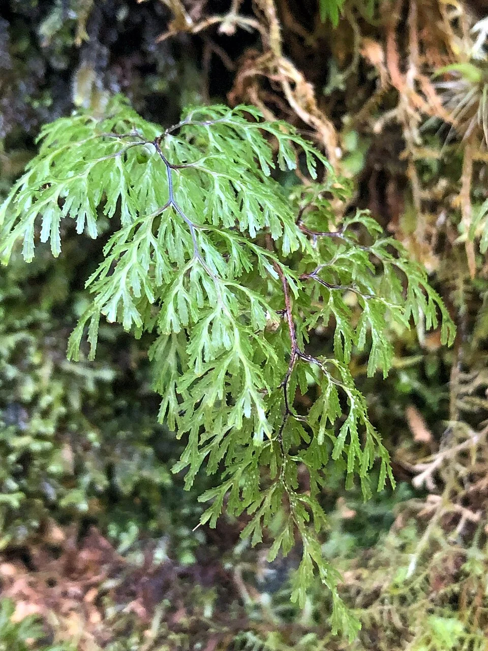 Much-divided Filmy Fern (Hymenophyllum multifidum) showing its intricate, highly divided translucent fronds
