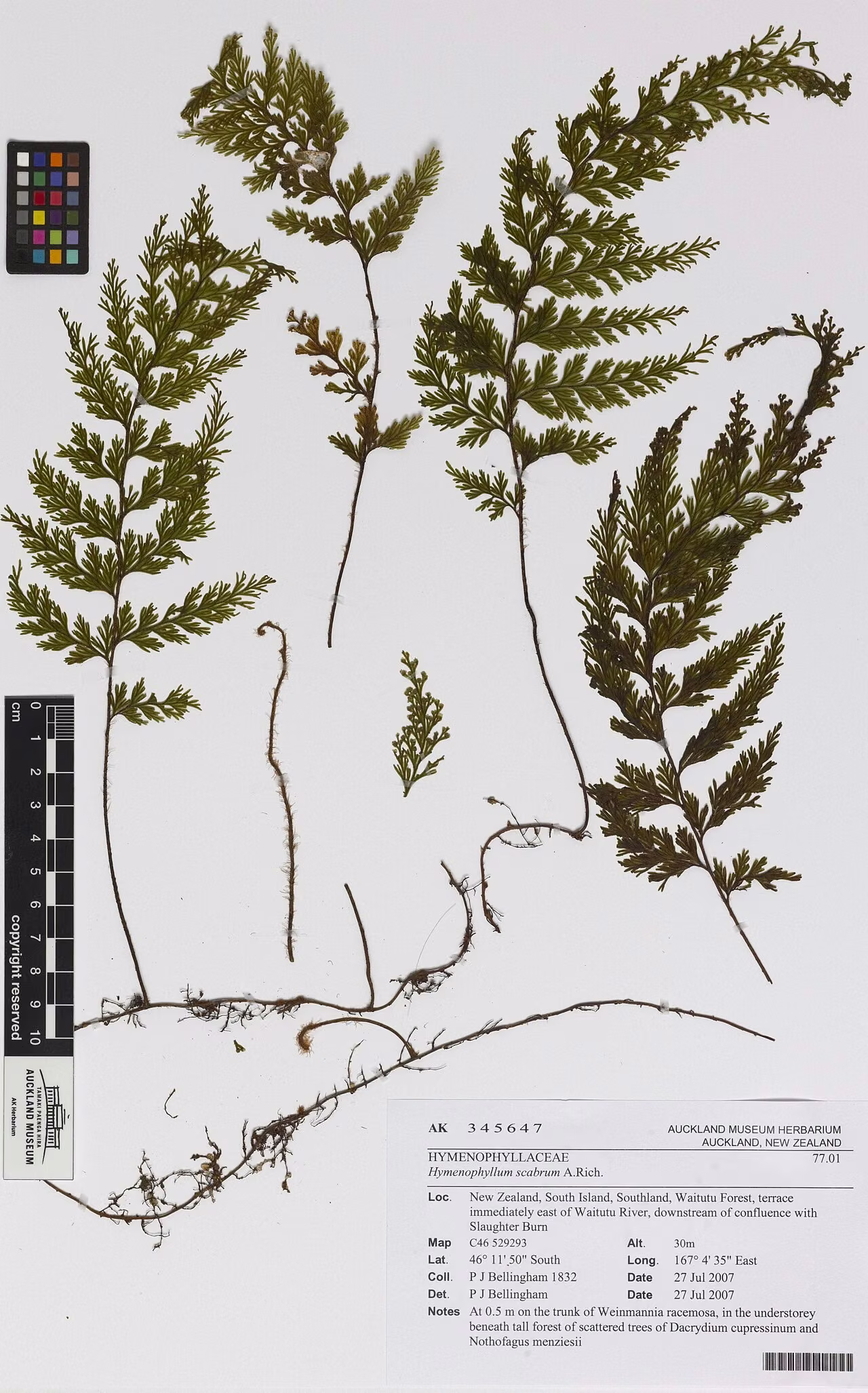 Hymenophyllum scabrum (Hymenophyllum scabrum)
