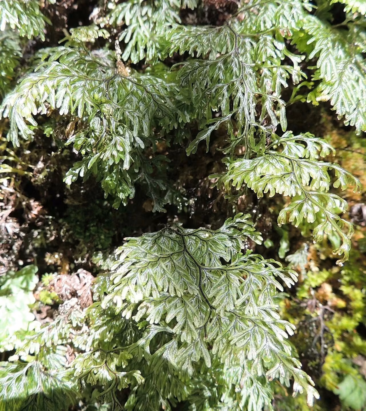 Hymenophyllum villosum (Hymenophyllum villosum)