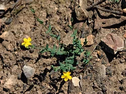 Grassy St John's Wort