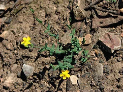 Grassy St John's Wort (Hypericum gramineum) hero image