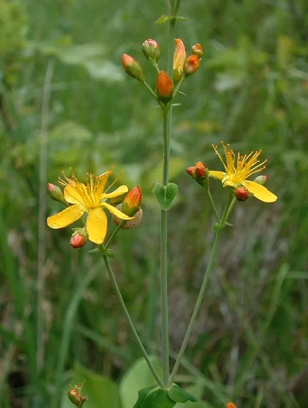 Hypericum Pulchrum Native Plant (Hypericum pulchrum)