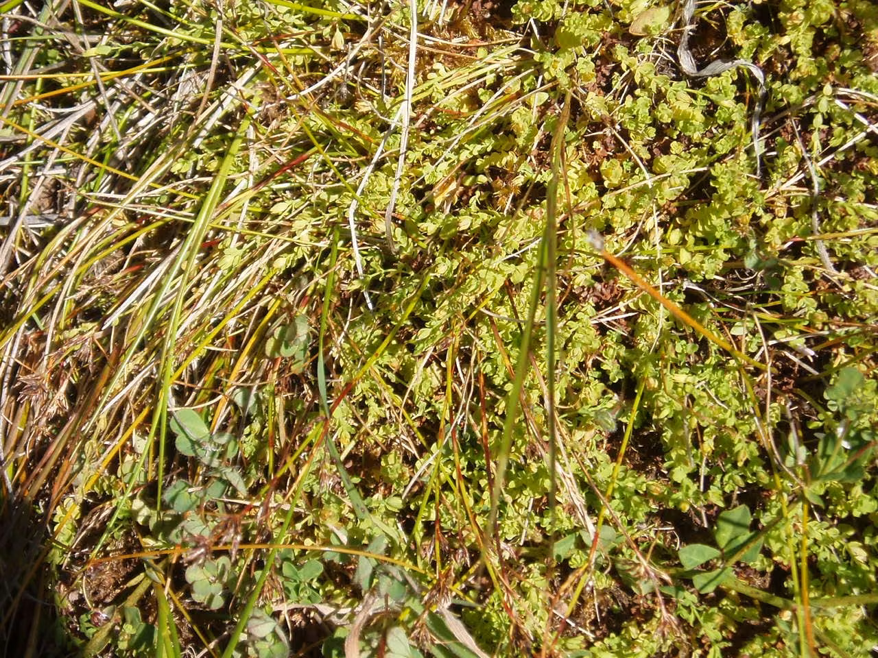 Hypericum pusillum (Hypericum pusillum)