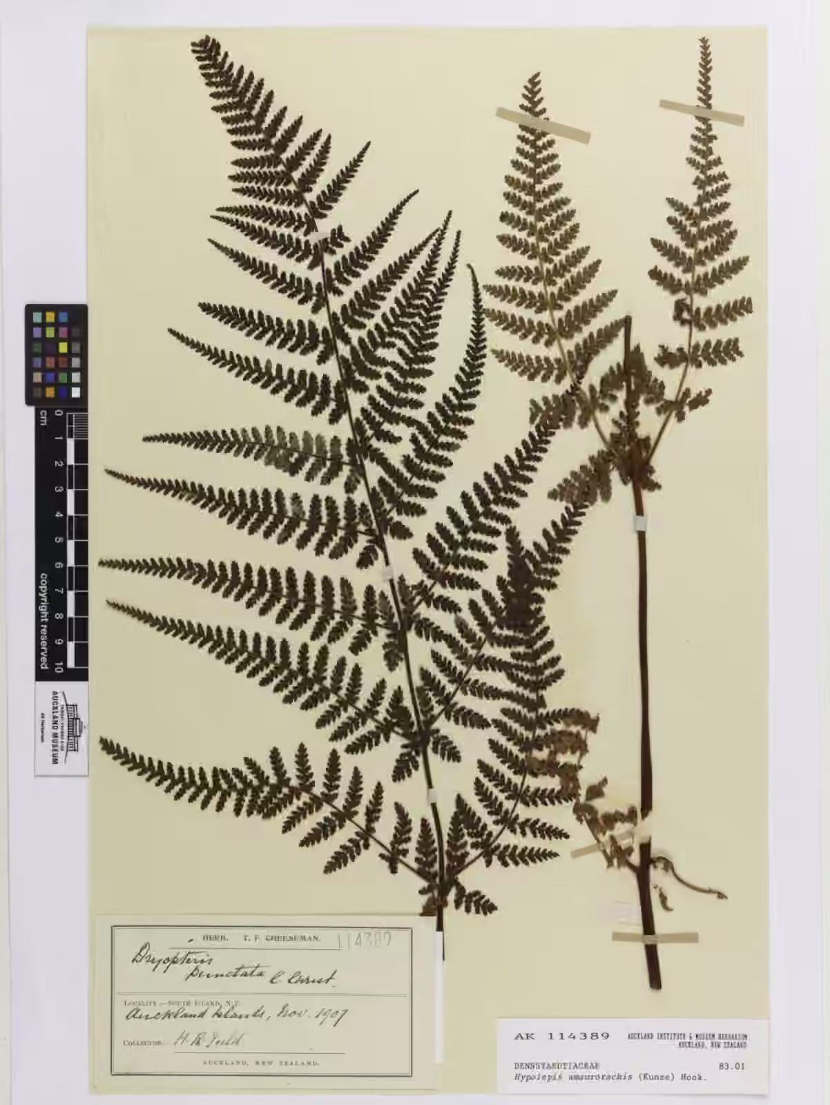 Hypolepis amaurorachis (Hypolepis amaurorachis)
