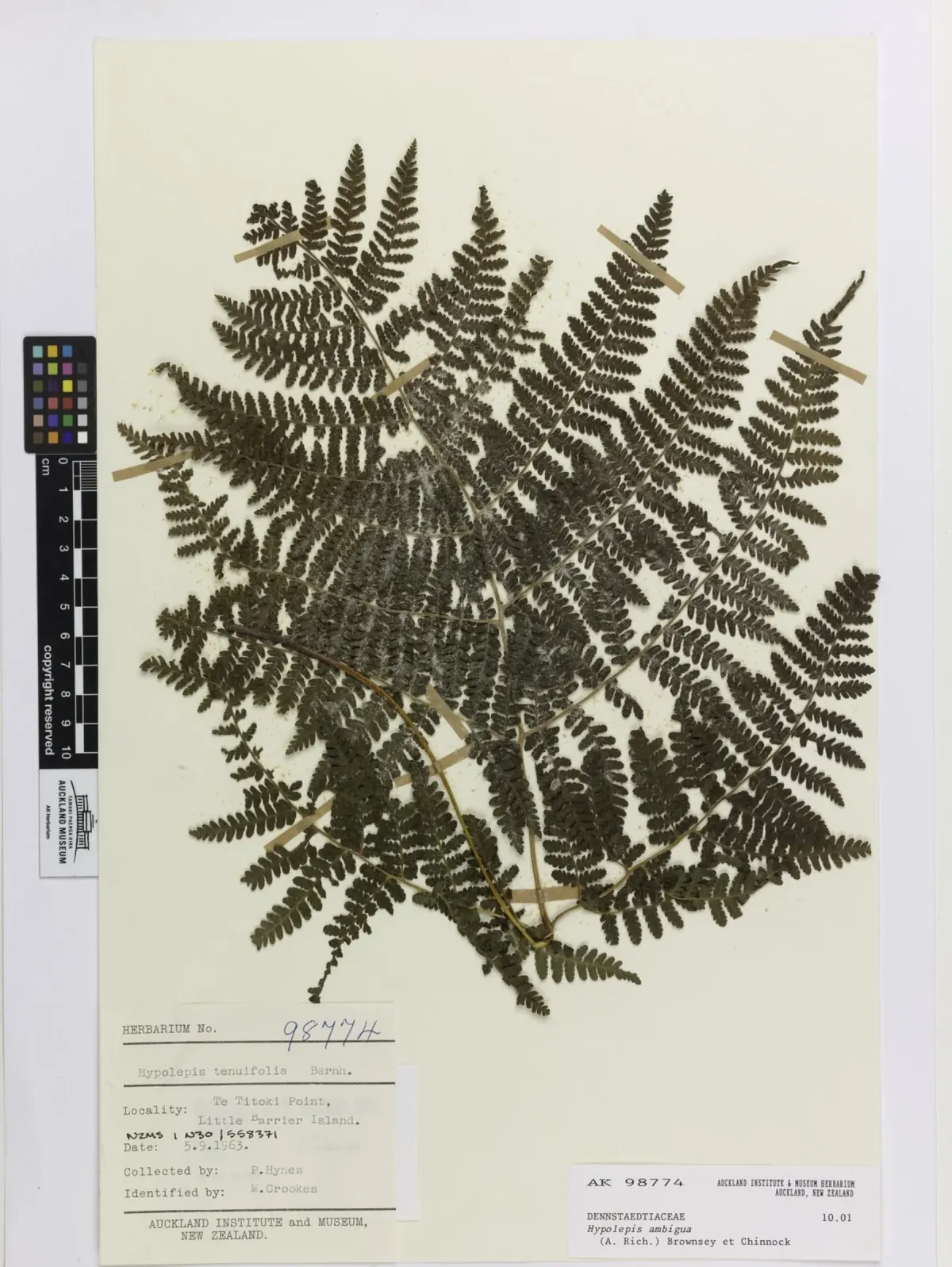 Rarauhi Nehenehe (Hypolepis ambigua) showing large divided fronds spreading from creeping rhizomes in open ground