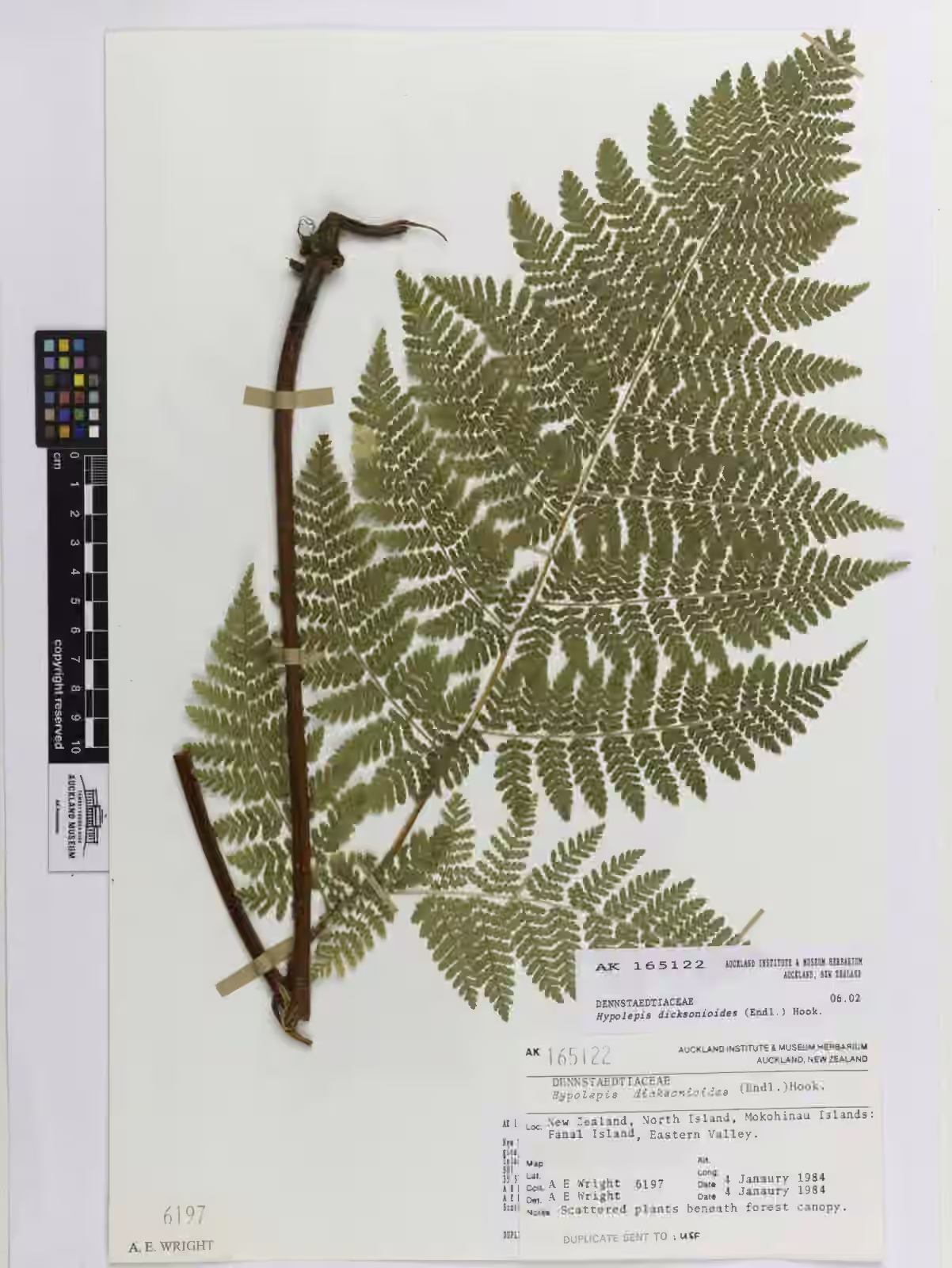 Hypolepis dicksonioides (Hypolepis dicksonioides)