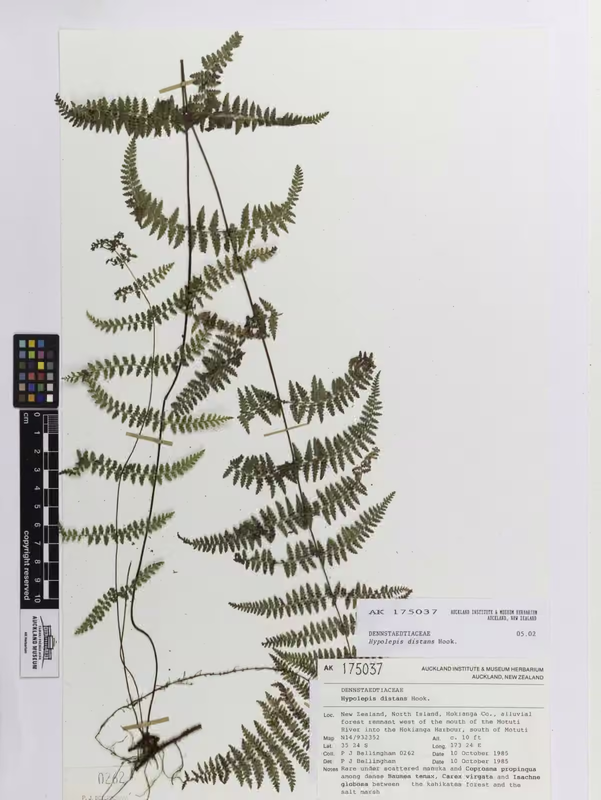 Hypolepis distans (Hypolepis distans)