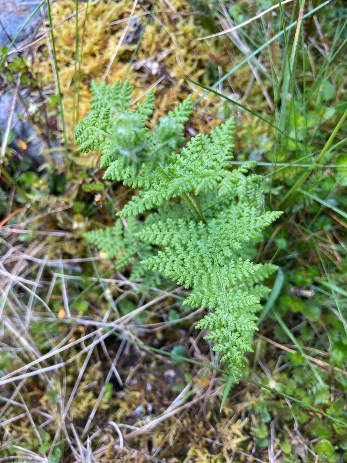 Thousand-Leaved Fern (Hypolepis millefolium)