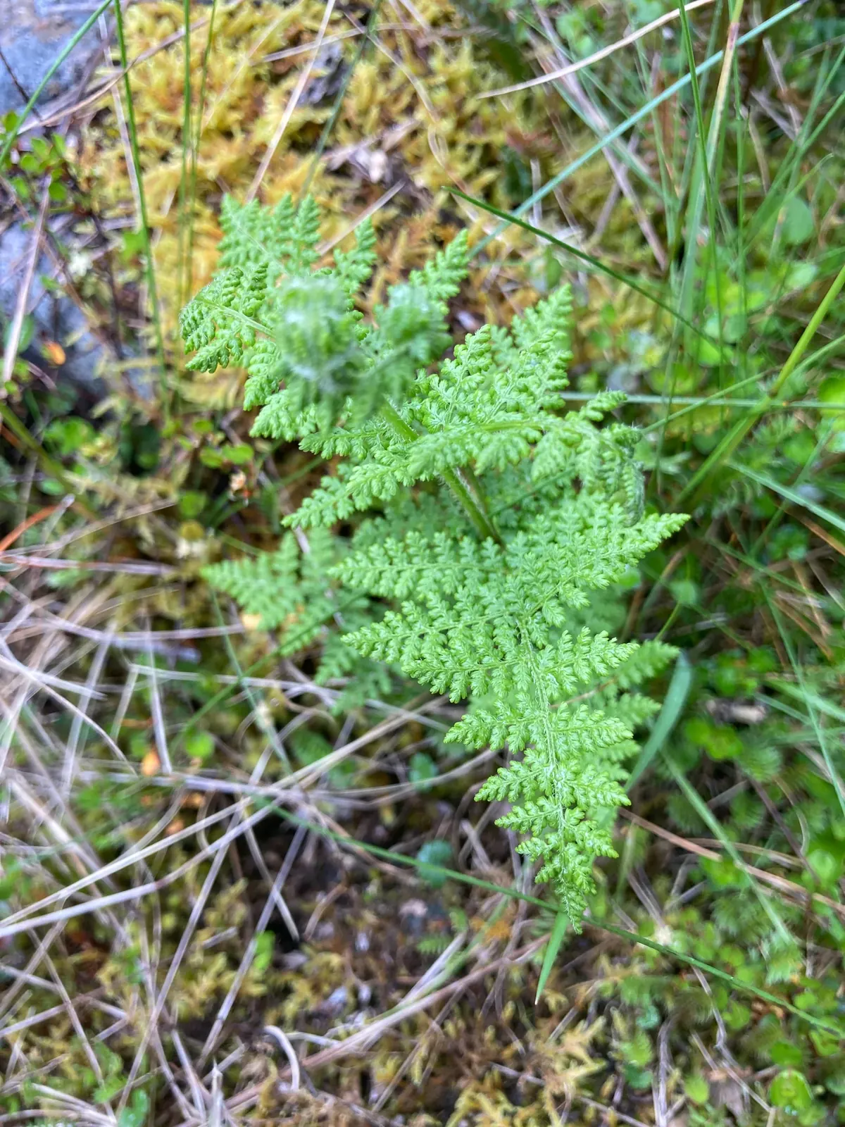 Thousand-Leaved Fern (Hypolepis millefolium)