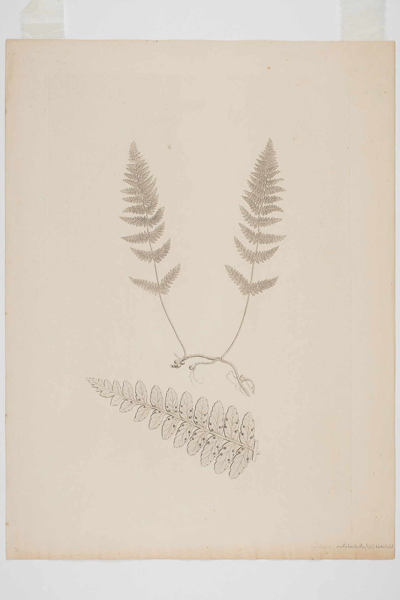 Hypolepis rufobarbata (Hypolepis rufobarbata)