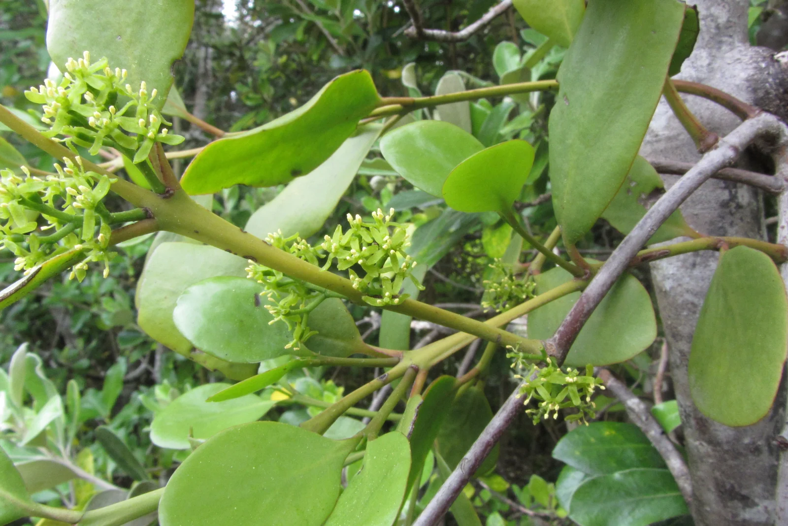 Ileostylus Micranthus Native Plant (Ileostylus micranthus)