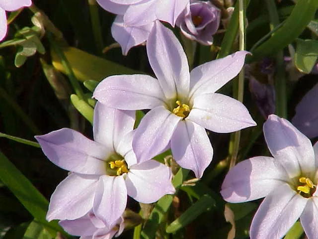 Ipheion Uniflorum Native Plant (Ipheion uniflorum)