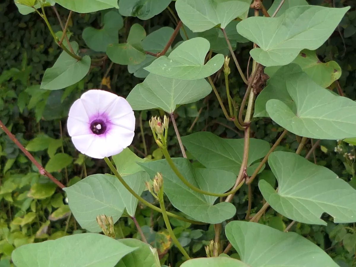 Kūmara (Ipomoea batatas)