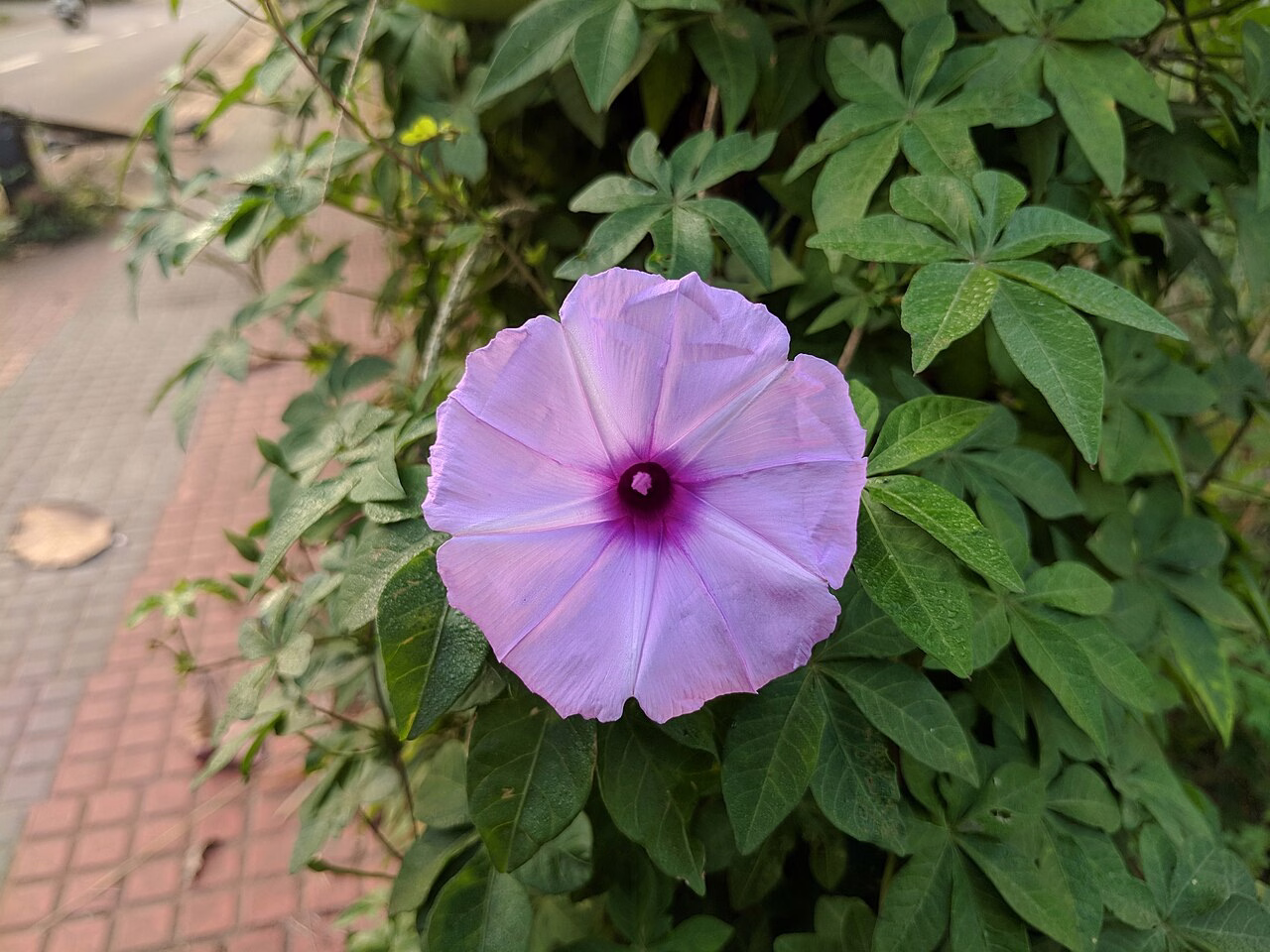 Ipomoea cairica (Ipomoea cairica)