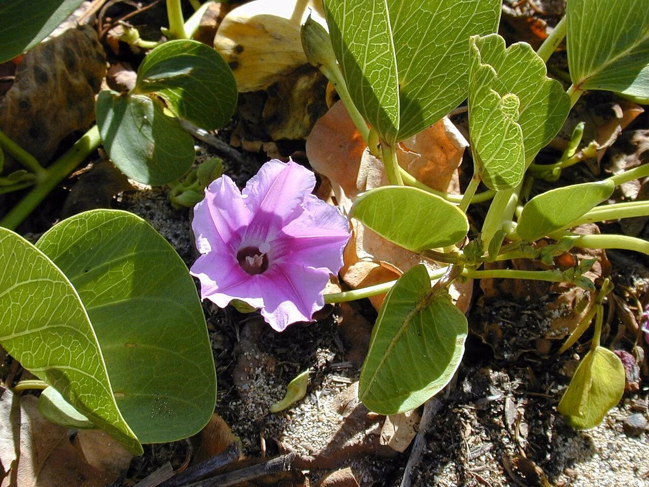 Ipomoea pes caprae subsp. brasiliensis (Ipomoea pes caprae subsp. brasiliensis)