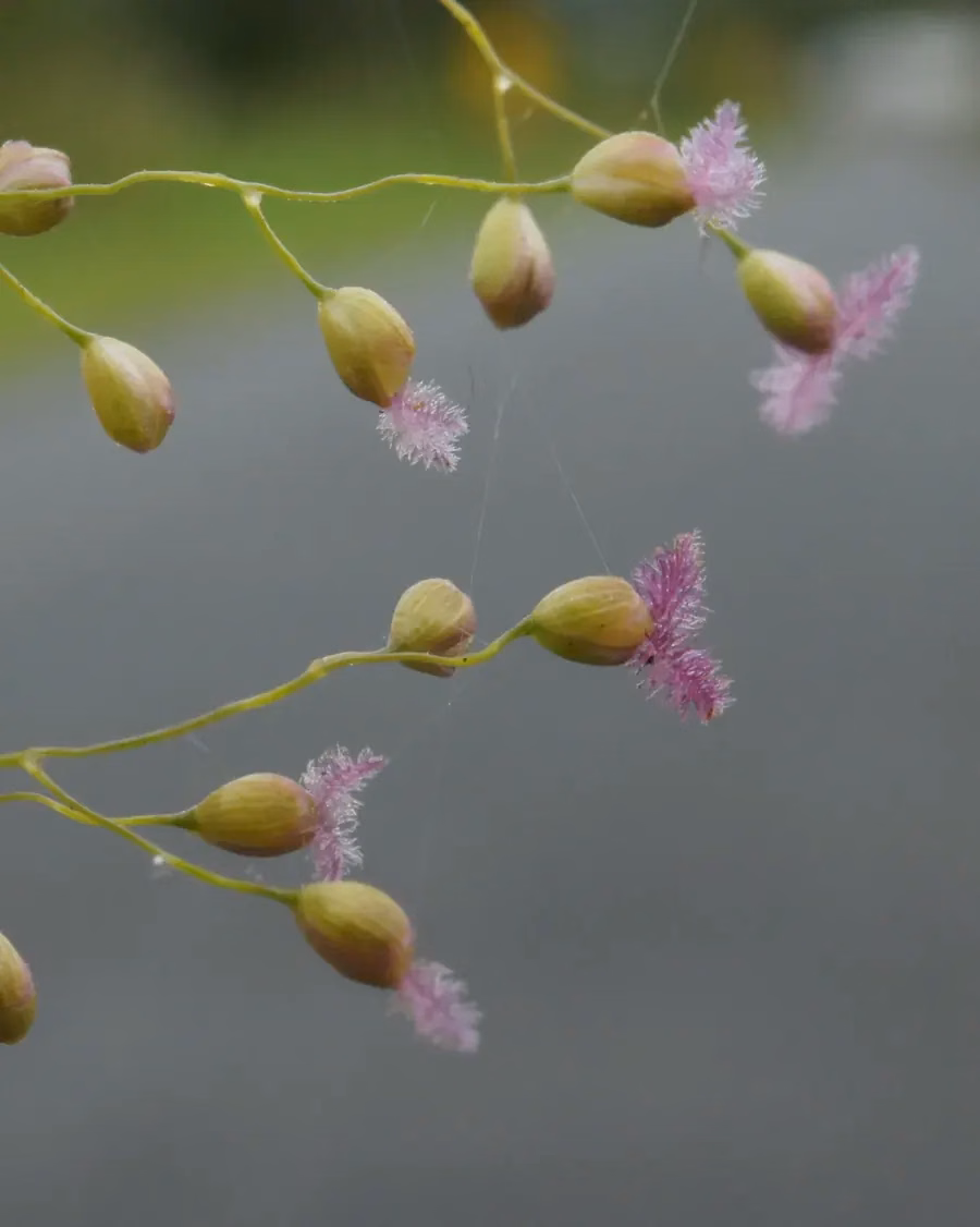Isachne Globosa Grass (Isachne globosa)