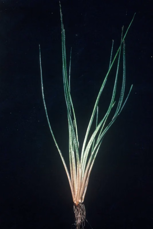 Kirk's Quillwort
