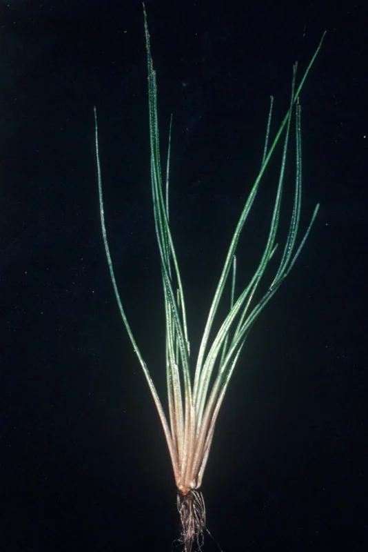 Kirk's Quillwort (Isoetes kirkii) hero image