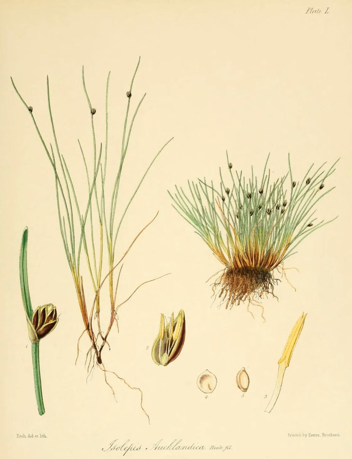 Isolepis Aucklandica Native Plant (Isolepis aucklandica)
