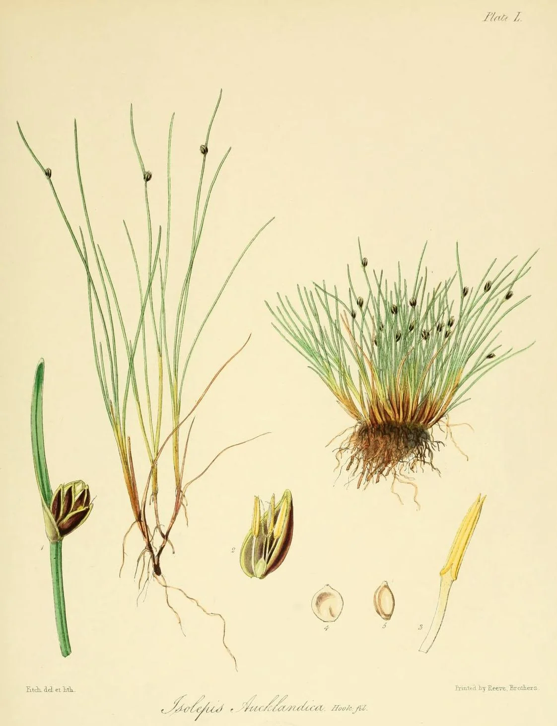 Isolepis Aucklandica Native Plant (Isolepis aucklandica)